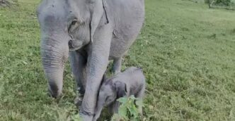 Kaziranga’s elephant Kuwari welcomes calf ‘Mayabini’