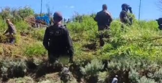 Meghalaya authorities destroy 10 tonnes of illegal cannabis in East Khasi Hills