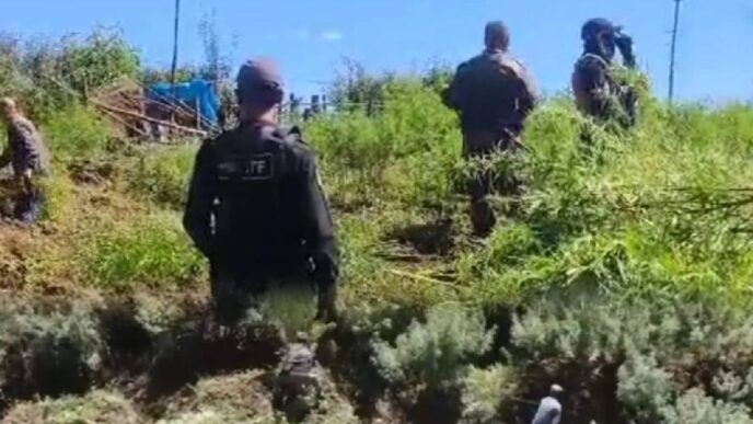 Meghalaya authorities destroy 10 tonnes of illegal cannabis in East Khasi Hills