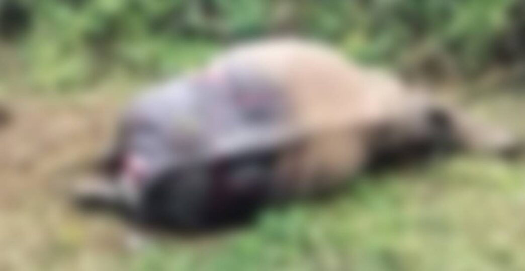 Rhino found dead in Silghat, suspected tiger attack behind death