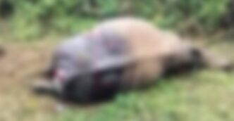 Rhino found dead in Silghat, suspected tiger attack behind death