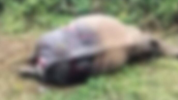 Rhino found dead in Silghat, suspected tiger attack behind death