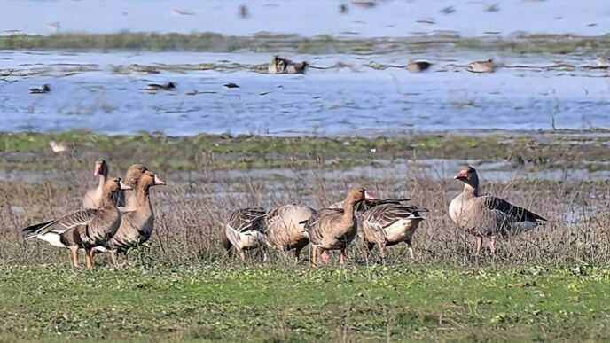 Academia and civil society call for Ramsar tag for Rowmari–Donduwa wetlands in Laokhowa Sanctuary