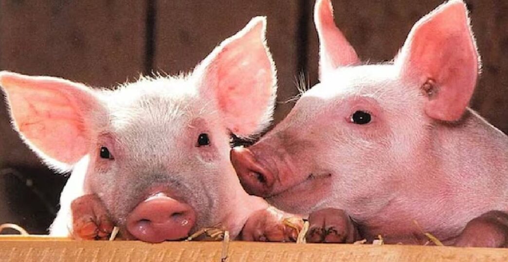 African Swine Fever detected in Tinsukia; district declared infected zone