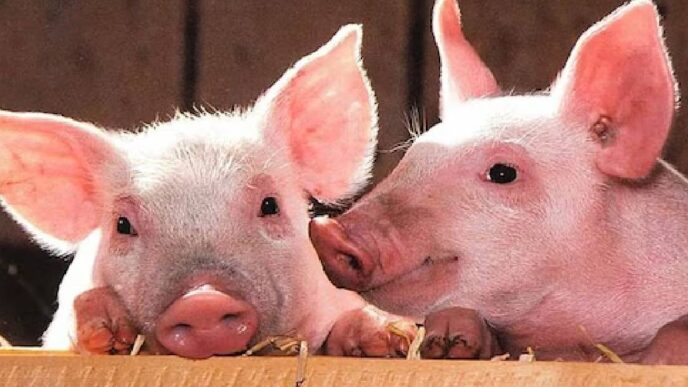 African Swine Fever detected in Tinsukia; district declared infected zone