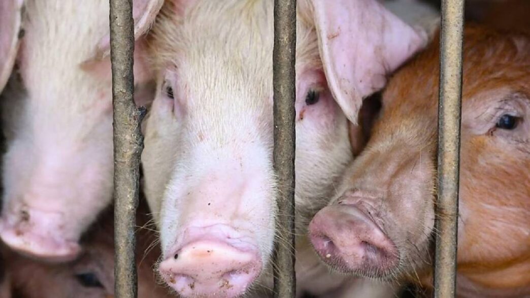 Alert in Golaghat as African Swine Fever detected, strict ban in Sarupathar area