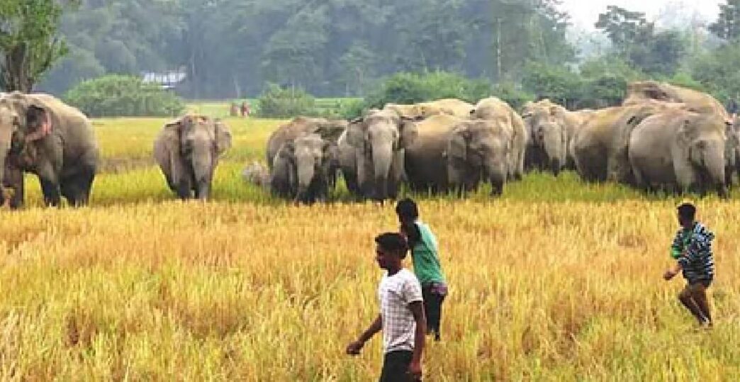 Human-Elephant conflict worsens in Udalguri; fourth elephant death in a month raises alarm