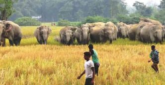 Human-Elephant conflict worsens in Udalguri; fourth elephant death in a month raises alarm