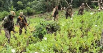 Security forces wipe out large poppy fields in Manipur, arrest 8 militants in separate drive