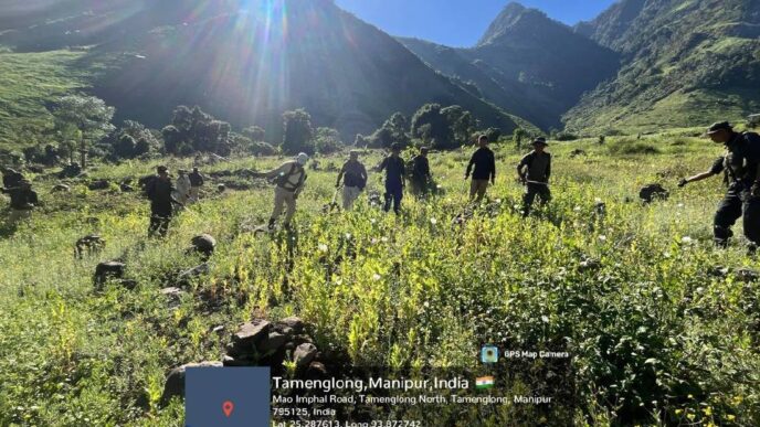 Massive poppy fields cleared by security forces in Manipur's Kangpokpi