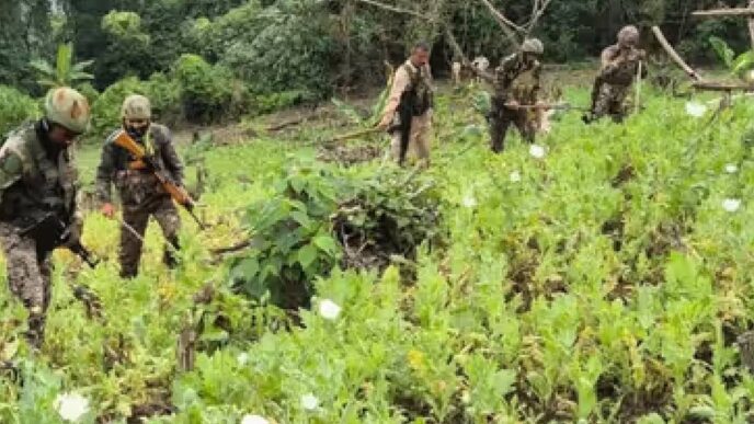 Security forces wipe out large poppy fields in Manipur, arrest 8 militants in separate drive