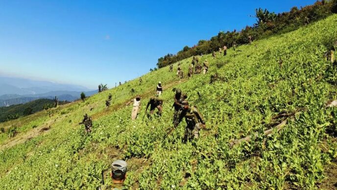 67 acres of illegal poppy cultivation cleared in Manipur’s Kangpokpi hills