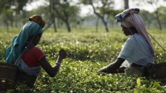 Assam govt fails tea workers: CAG exposes massive PF irregularities and neglect