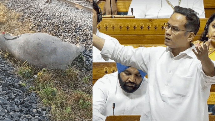 This is the cost of shrinking forests: Gaurav Gogoi slams govt over elephant deaths