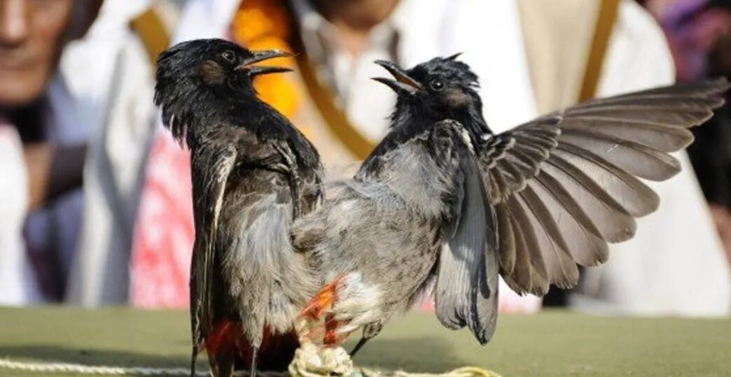 Bulbuli bird fights banned in Kamrup ahead of Magh Bihu, Hajo event cancelled again