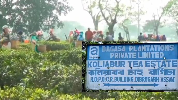 Kaliabor tea estate workers protest over Rs 33 crore in unpaid dues